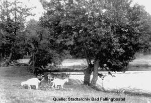 Bild vergrößern: Ziegen am Böhmewehr (1928)